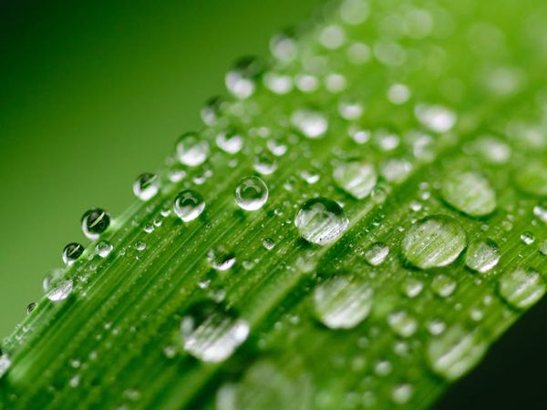 Close up of green leaves and clear water droplets